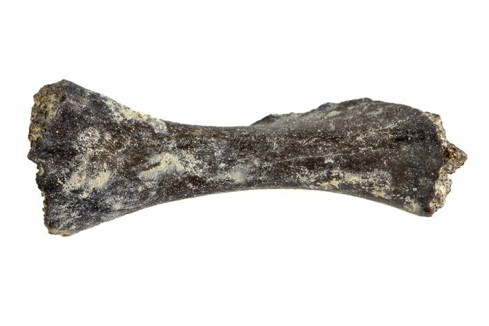 Permian Reptile Limb Bone - Oklahoma #143010